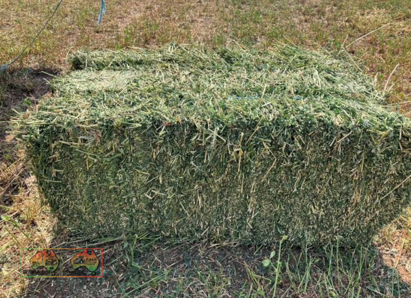 (8682) Small prime lucerne square bales weighting at 25kg each $22 plus gst per bale 300 available - photo 4